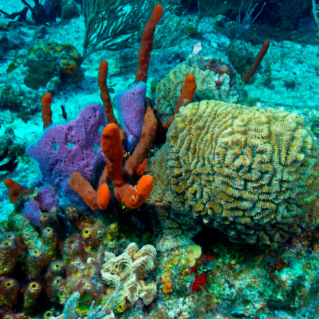 Heading for the great barrier reef