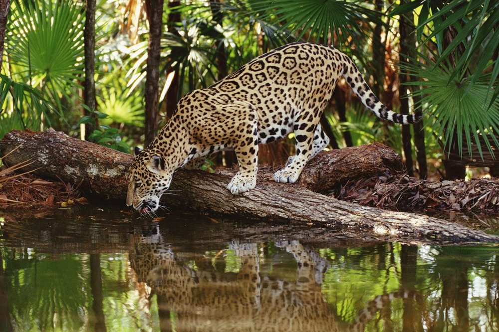 jaguar jungle belize